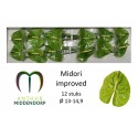 anthurium midori vert imp x 12 -...