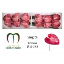 anthurium singita x 12 - AnthurMiddendorp