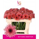 GE MS PUNKI NEWTON - Klein fust (996) - LG...