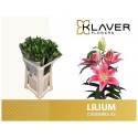 lilium Canberra rose - Klaver Flowers