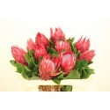 Protea Madiba x 10 - Flora United Farm LDA