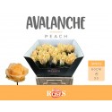 R GR AVALANCHE PEACH - Berg RoseS