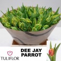 TU Dee Jay Parrot - Tuliflor