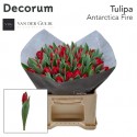 tulipe ANTARCTIC FIRE - Van der Gulik BV
