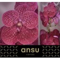 VANDA NI CRIMSO LOVE - Ansu
