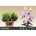 lilium DU ANOUSKA 5+ - .