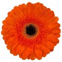 gerbera BONANZA - .