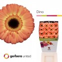 gerbera DINO+ - .