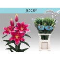 lilium Joop rose 5+ EX! - .