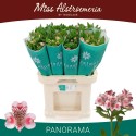 Alstroemeria Panorama 40gr - Miss...