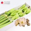 amaryllis blanc Amadeus 12 - N.L. van Geest
