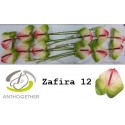 anthurium ZAFIRA - Anthogether Bouman