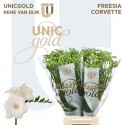 freesia Corvette blc - UNICGOLD Rene van Dijk