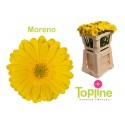 germini Moreno - Topline Gerbera