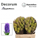 HYACINTHE Blue Street - Straathofflowers