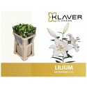 lilium MONTENEU - Klaver Flowers