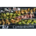 orchidé. Gemengd - R&F Cymbidiums