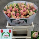 tulipe Flaming Columbus (overig) - v.d....