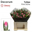 tulipe PINK STONE - Fa. P. Spruit en Zn.