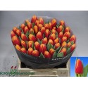 tulipe SPIRIT - Borst bl.b. (Decorum)