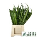 Asplenium Osaka 50cm - Steen Greens
