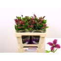 Clematis Diversifolia Grp Kyiv - Marginpar...