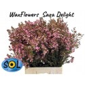 wax Sarahs Delight - Sol Flowers