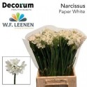 narcisse TA ziva blanc - W.F. Leenen