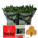 ALSTR AURORA - Siem Knol ea