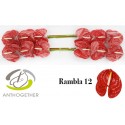 anthurium RAMBLA - Anthogether Bouman