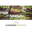 Cymbidium mini gemengd50 - Sunshine Orchids