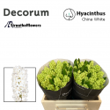 jacynthe China blanc - Straathofflowers