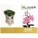 lilium SORBONNE - Klaver Flowers