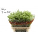 thlaspi vert Bell - Gadi Mordechai Farm