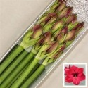 amaryllis GA CASSIS - Arno van Marrewijk