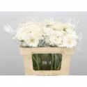 germini Lobby - Topline Gerbera