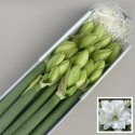 amaryllis DG WIMBLEDON - Arno van Marrewijk