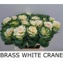 choux blanc CRANE - Kwekerij de Verano