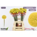 Craspedia globosa Paintball Pop - Beauty Line