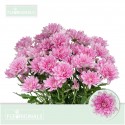 deco BALTICA PINK - Fleuriginals