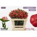 hypericum GLOBO PUNCH - Beauty Line