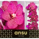 VANDA S MAG FUCHSIA - Ansu