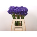 Agapanthus (Funnel Grp) Eyfori Blue -...
