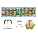 anthurium zafira x 16 - AnthurMiddendorp