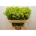 Bupleurum Rotundifol - Boma Farms