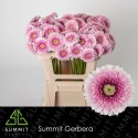 GE MB TRACY - Summit Den Houter Gerbera