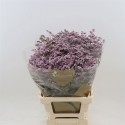 Limonium Safora Oshi Pink - Blooming...