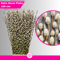 Salix Snow Flake - Peonly.de
