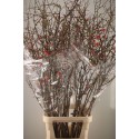 Chaenomeles Superba - Green Flor Bv
