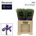 IRIS Blue magic - Supreme Flowers VOF